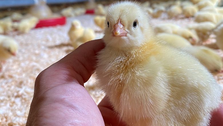 Eine Hand hält ein gelbes Küken, im Hintergrund noch mehr Küken auf Holzspänen.
