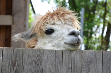 Tierisch gut!, © Alpaka Freizeitalm Grafensulz