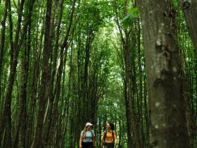 Zwei Frauen wandern durch den Nationalpark Thayatal umgeben von vielen B&auml;umen