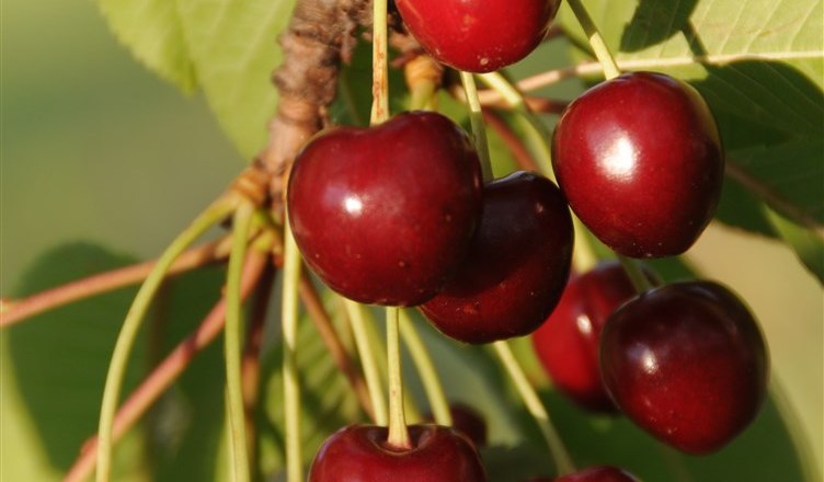 11-garten-kirschen, &copy; Gabriele Prandstetter