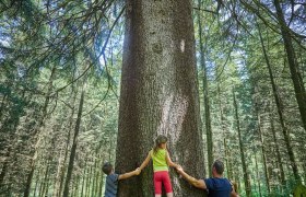 Riesenfichte, &copy; Foto Schewig, TDW