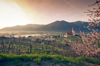 Weinfrühling in der Wachau, © Niederösterreich-Werbung/Andreas Hofer