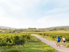 Radeln durch das Weinviertel, &copy; Nieder&ouml;sterreich Werbung / Astrid Bartl