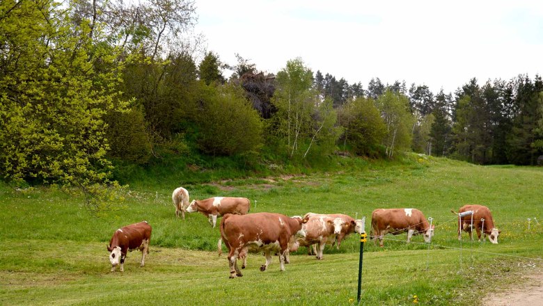 K&uuml;he, &copy; Christina B&ouml;hm