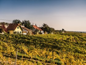 Die sanften H&uuml;gel sind mit goldenen Weinreben bedeckt, die im warmen Licht des Herbstes leuchten. Charmante, traditionelle H&auml;user s&auml;umen die Landschaft und laden dazu ein, die Ruhe und Sch&ouml;nheit der Natur zu genie&szlig;en. Ein perfekter Ort, um die Seele baumeln zu lassen und die frische Luft zu atmen.