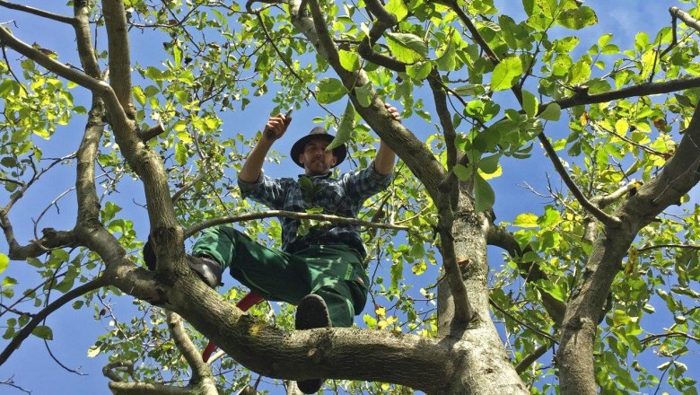 Nussbaum-Schnitt, &copy; Gartengestaltung & Baumschule Huber