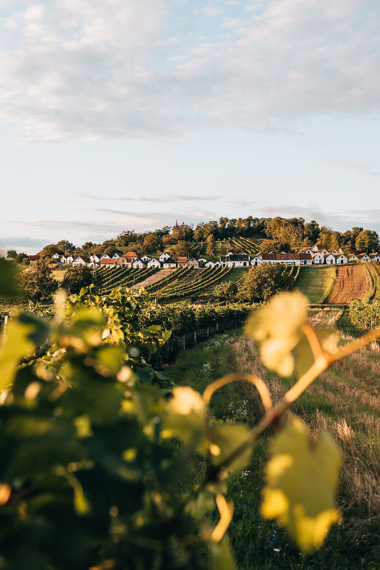 Sanfte Hügel, bedeckt mit üppigen Weinreben, laden zu einer erholsamen Auszeit ein. Die charmanten Häuschen am Hang strahlen eine einladende Gemütlichkeit aus und versprechen unvergessliche Sommertage inmitten der Natur.