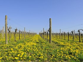 Weingarten im Frühling, Region Wagram, © Donau Niederösterreich - Kamptal-Wagram-Tullner Donauraum