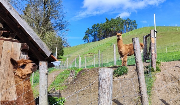 Alpakas auf einem gr&uuml;nen H&uuml;gel mit Holzzaun und blauem Himmel.