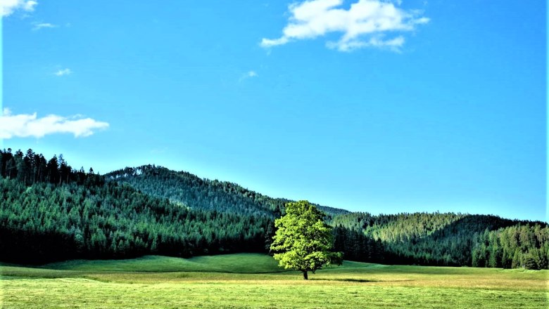Einzelner Baum auf einer Wiese vor bewaldeten Hügeln und blauem Himmel.