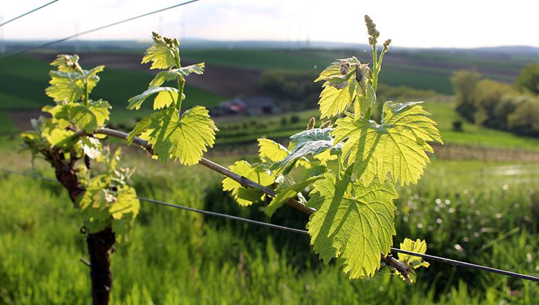 Nahaufnahme von Weinreben mit grünen Blättern im Vordergrund, im Hintergrund eine hügelige Landschaft.