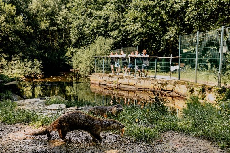 Zwei Otter laufen im Vordergrund, während Menschen im Hintergrund an einem Geländer stehen und zuschauen.