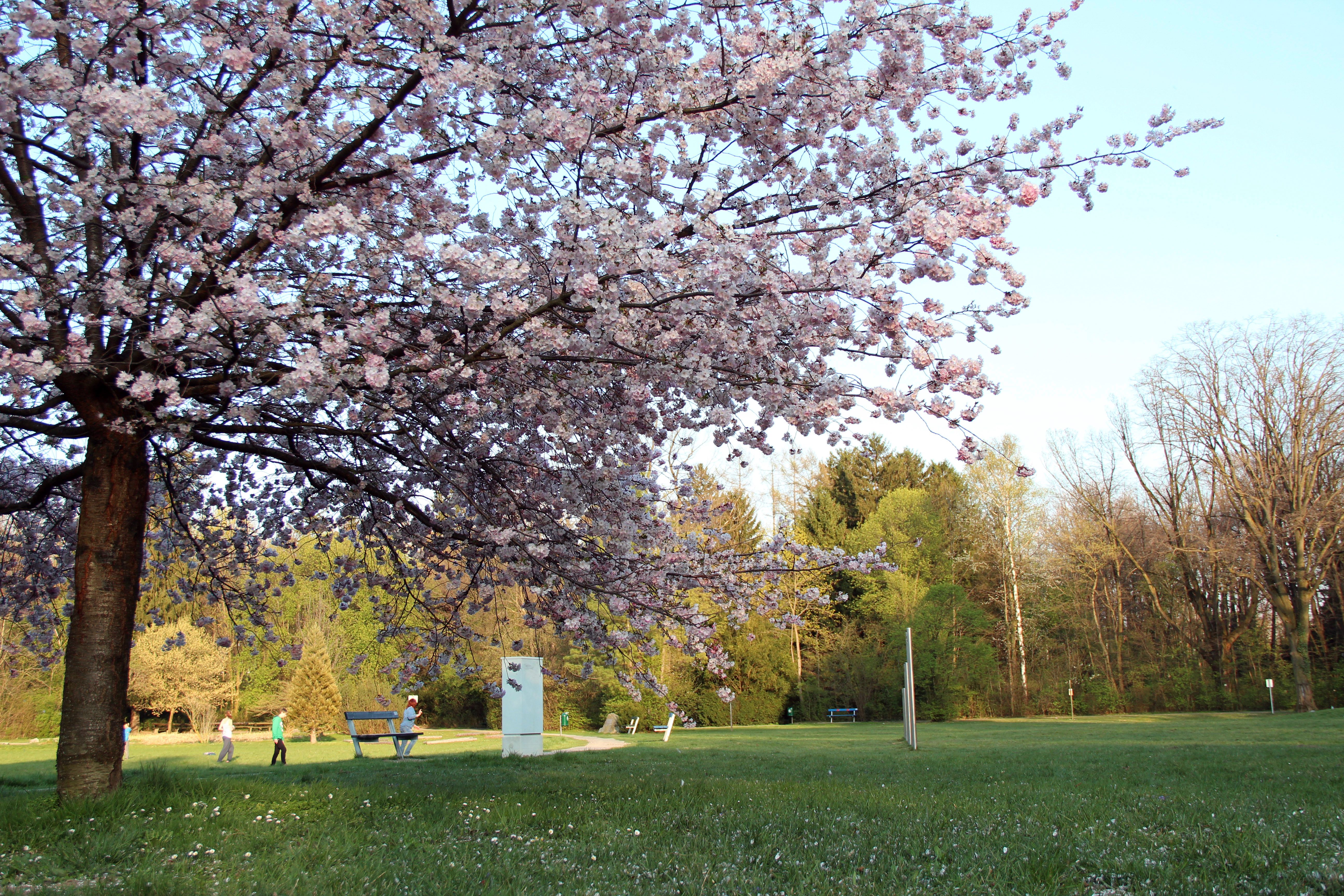 Blühender Kirschbaum im Stadtpark Neunkirchen mit Spaziergängern im Hintergrund.