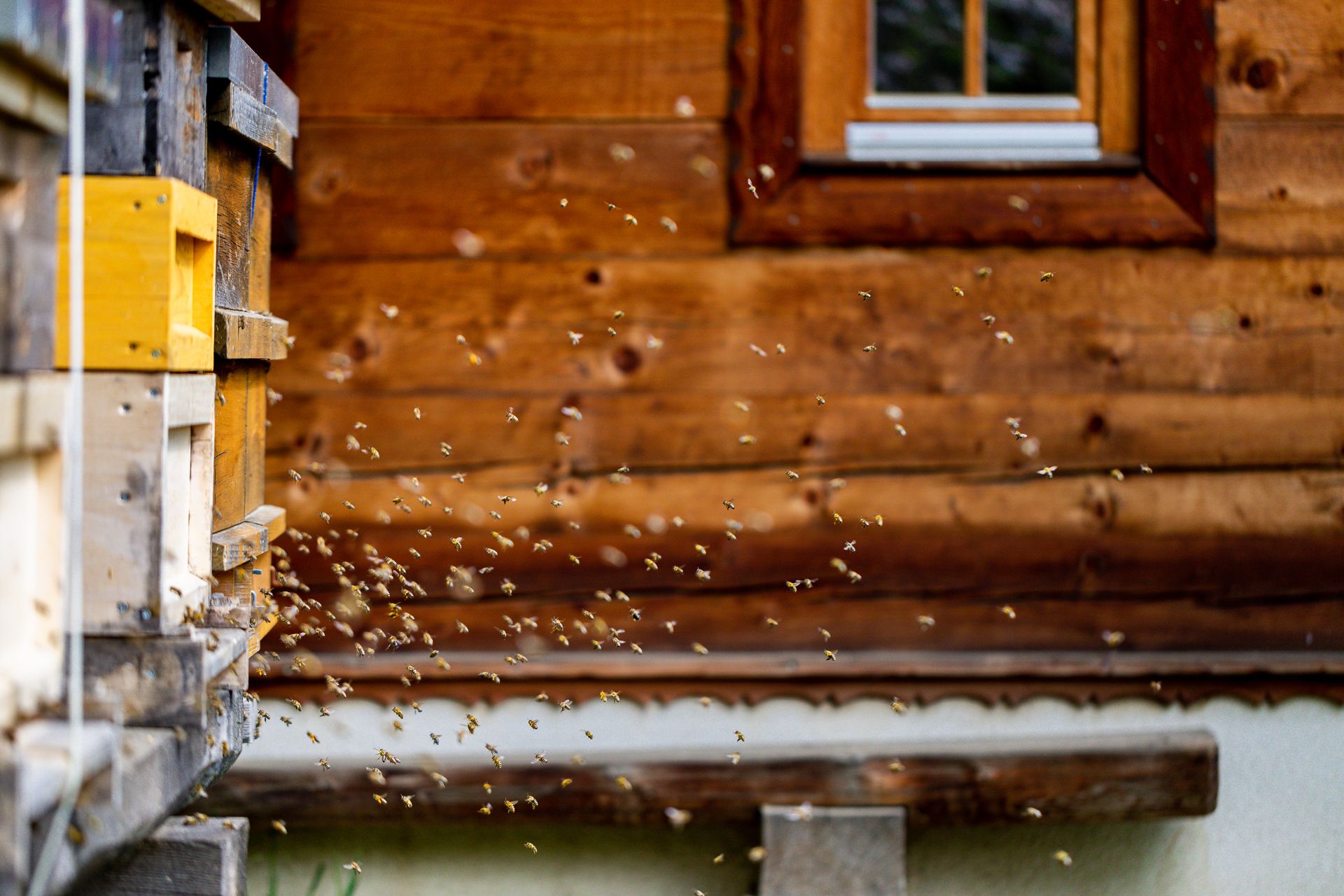 Bienen fliegen aus einem Bienenstock vor einer Holzwand.