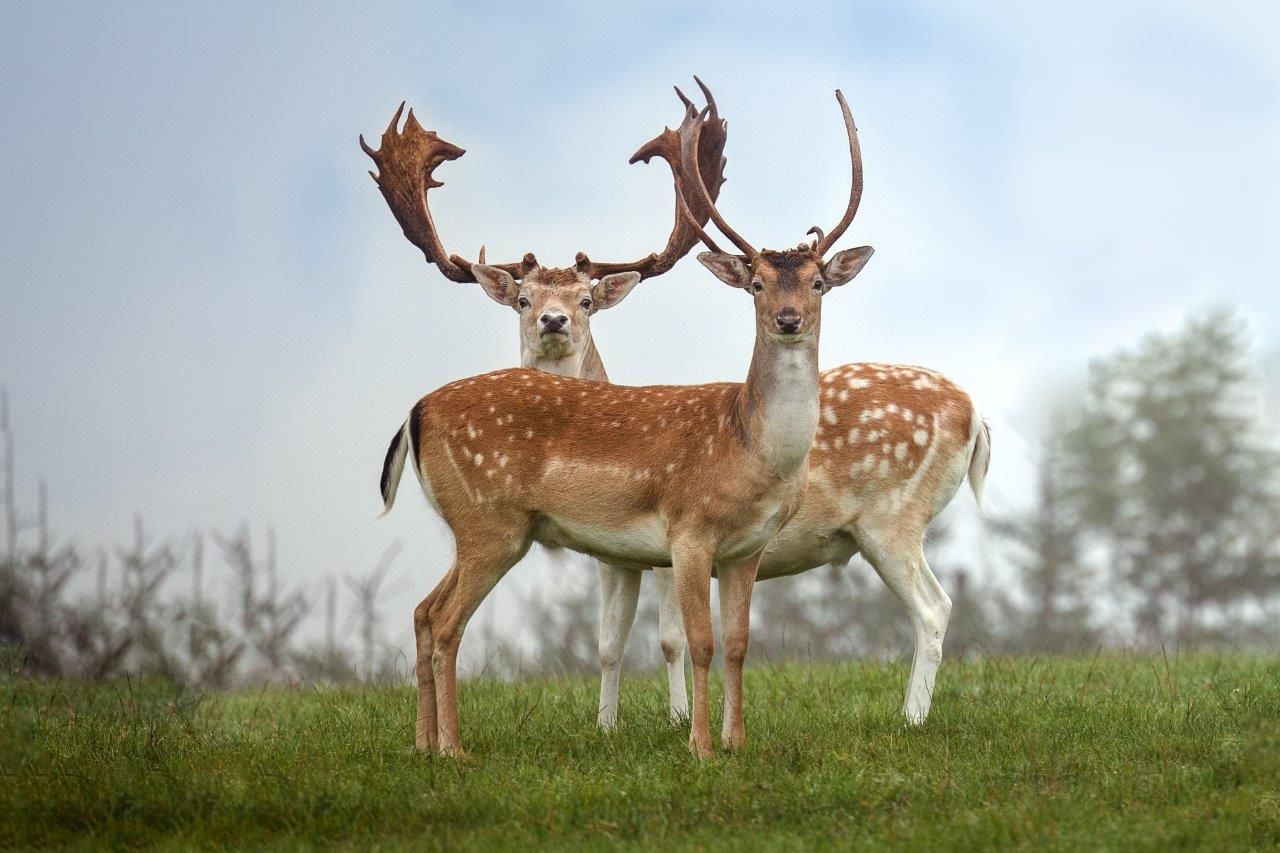 Zwei Hirsche mit eindrucksvollem Geweih stehen auf einer Wiese und blicken in die Kamera.
