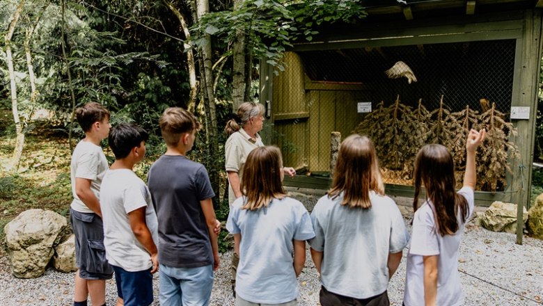N&Ouml; Falknerei- und Greifvogelzentrum, &copy; Waldviertel Tourismus, Matthias Streibel