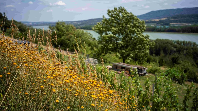 Landschaft mit gelben Blumen, B&auml;umen und einem Fluss im Hintergrund.