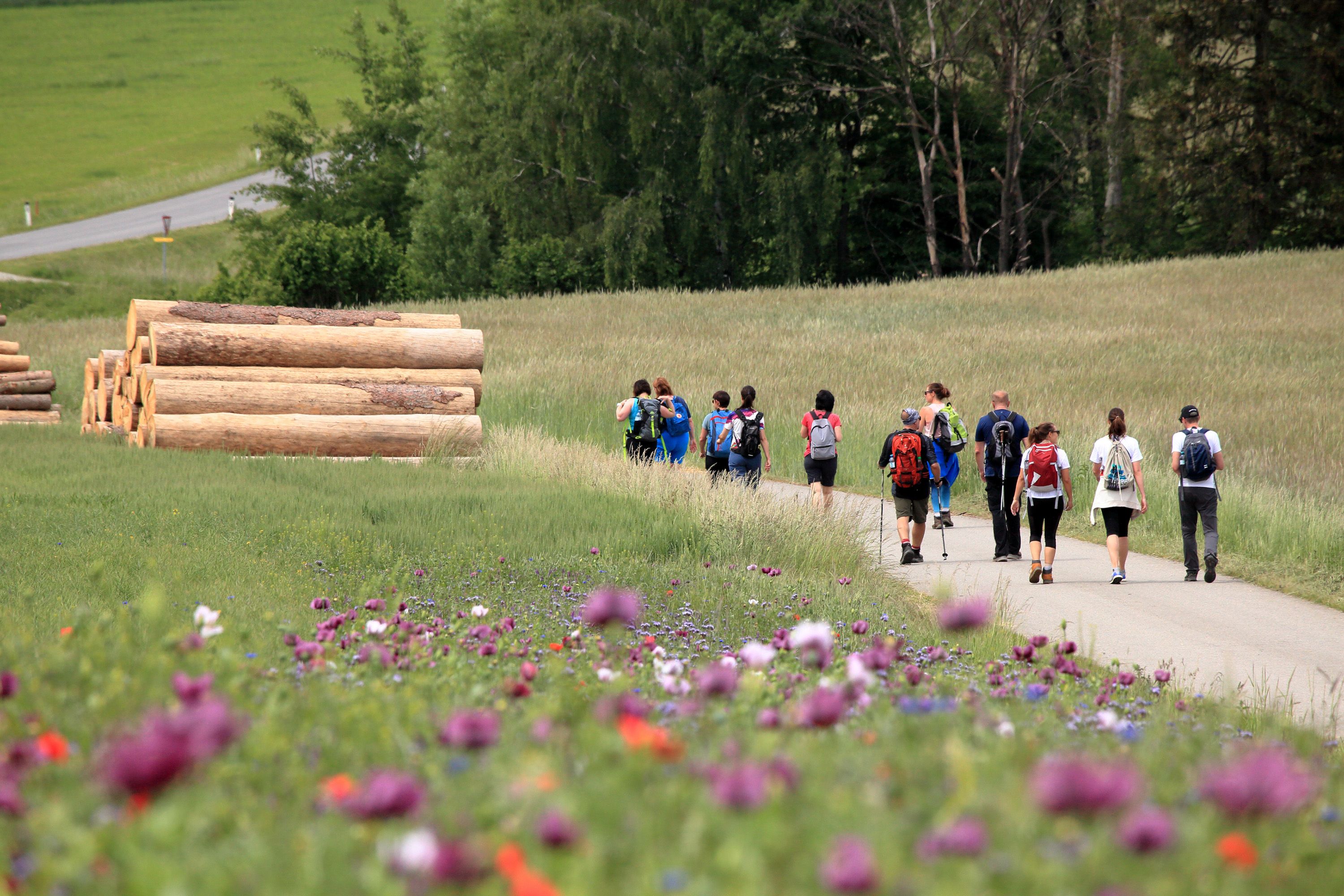 Gruppe von Wanderern auf einem Weg neben einer Mohnblumenwiese.