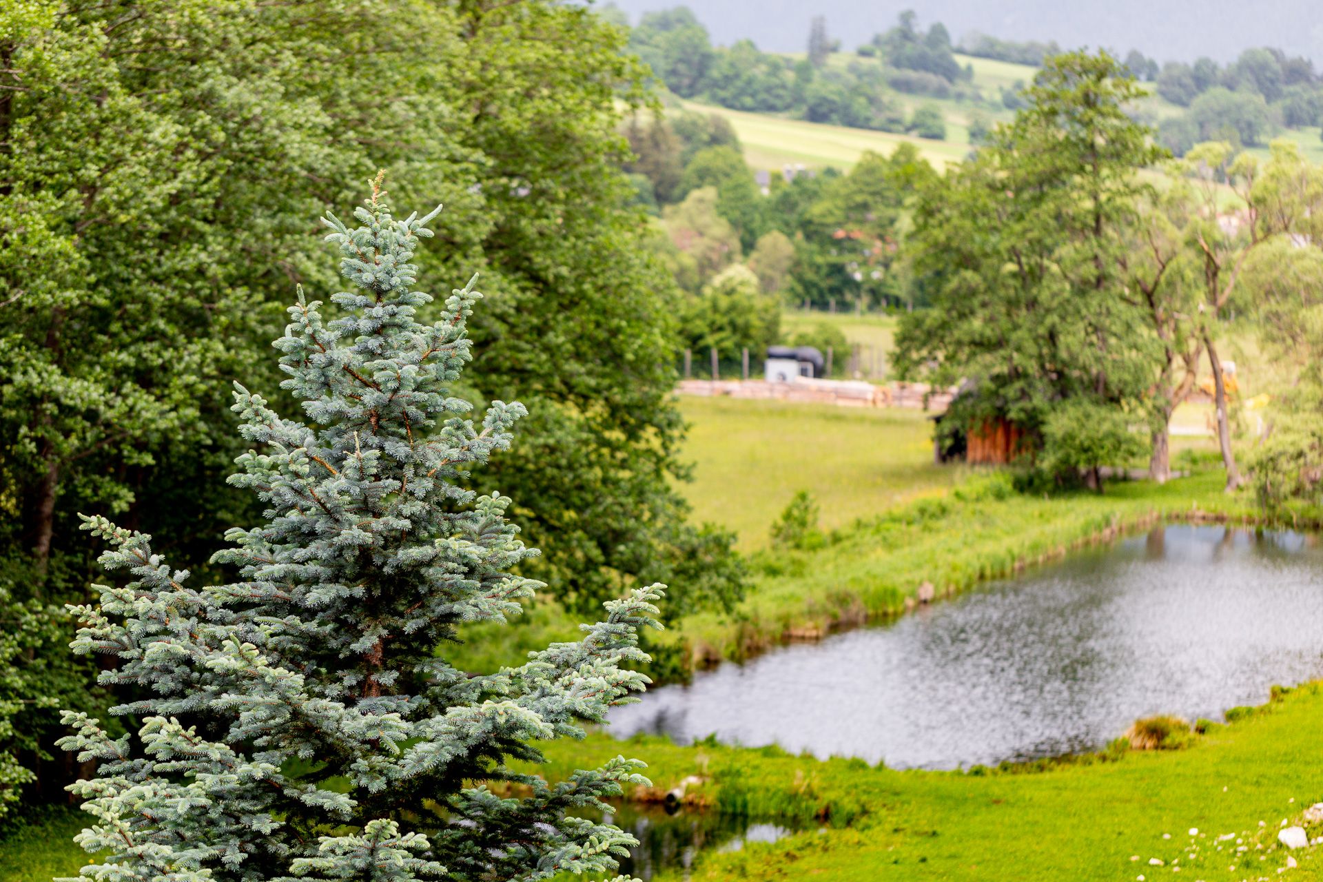 Landschaft mit Tannenbaum, Teich und grünen Wiesen.