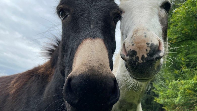 esel-am-karnerhof, © Karnerhof esel-am-karnerhof, © Karnerhof