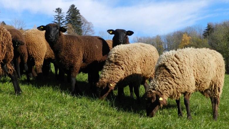 Schafe am Einkehrhof Poggau, &copy; zVg Einkehrhof Poggau