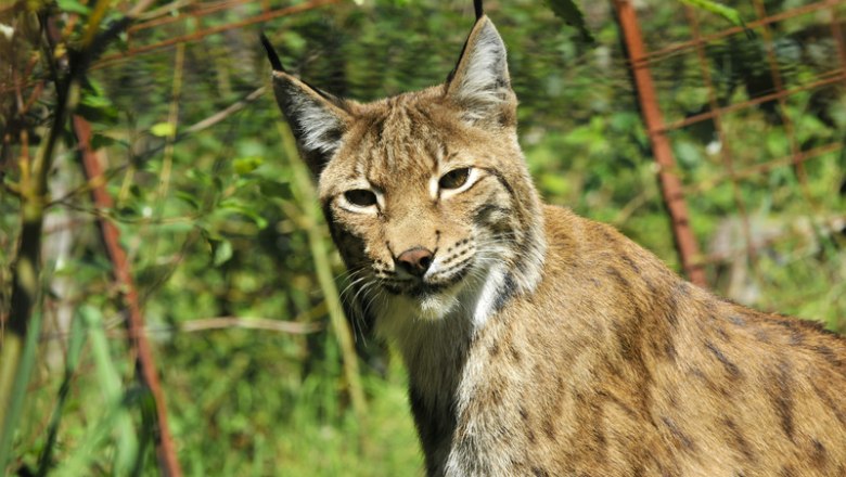 Kleine Abenteuer ganz gro&szlig; im Naturpark Ybbstal, &copy; Robert Herbst