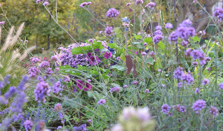 Ein herbstlicher Garten mit lila und rosa Bl&uuml;ten, umgeben von gr&uuml;nem Laub.