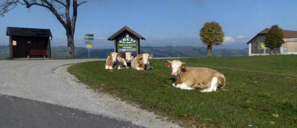 Muuuhhh.., &copy; zVg. Bio-Bauernhof Ebenbauer