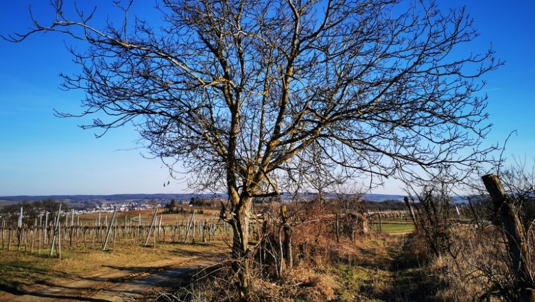 Traumhafter Ausblick auf das Umland von Hollabrunn, © Weinstraße Weinviertel