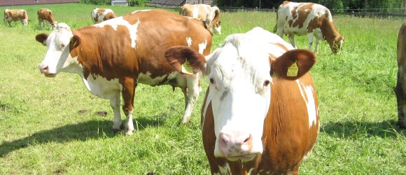 Hallo! Wir sind die Bio-K&uuml;he aus dem Waldviertel ..., &copy; Biohof Hammerschmidt