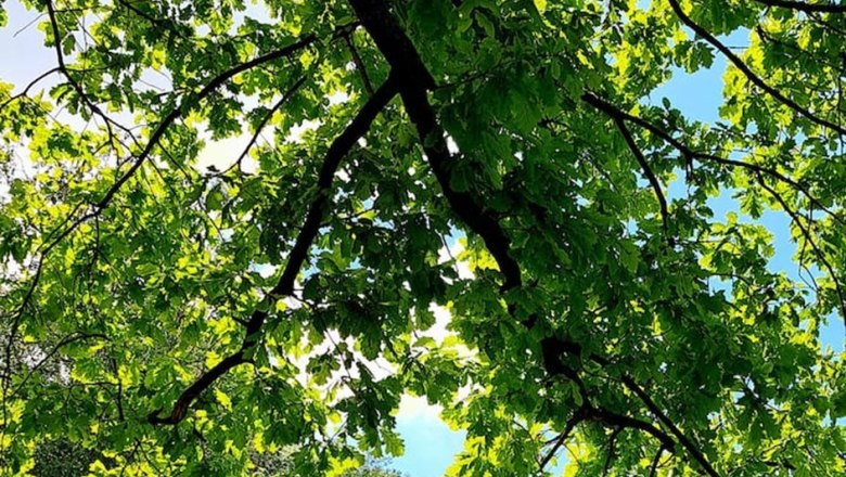 aussenchaletauenblick_c_chaletauenblick, &copy; test