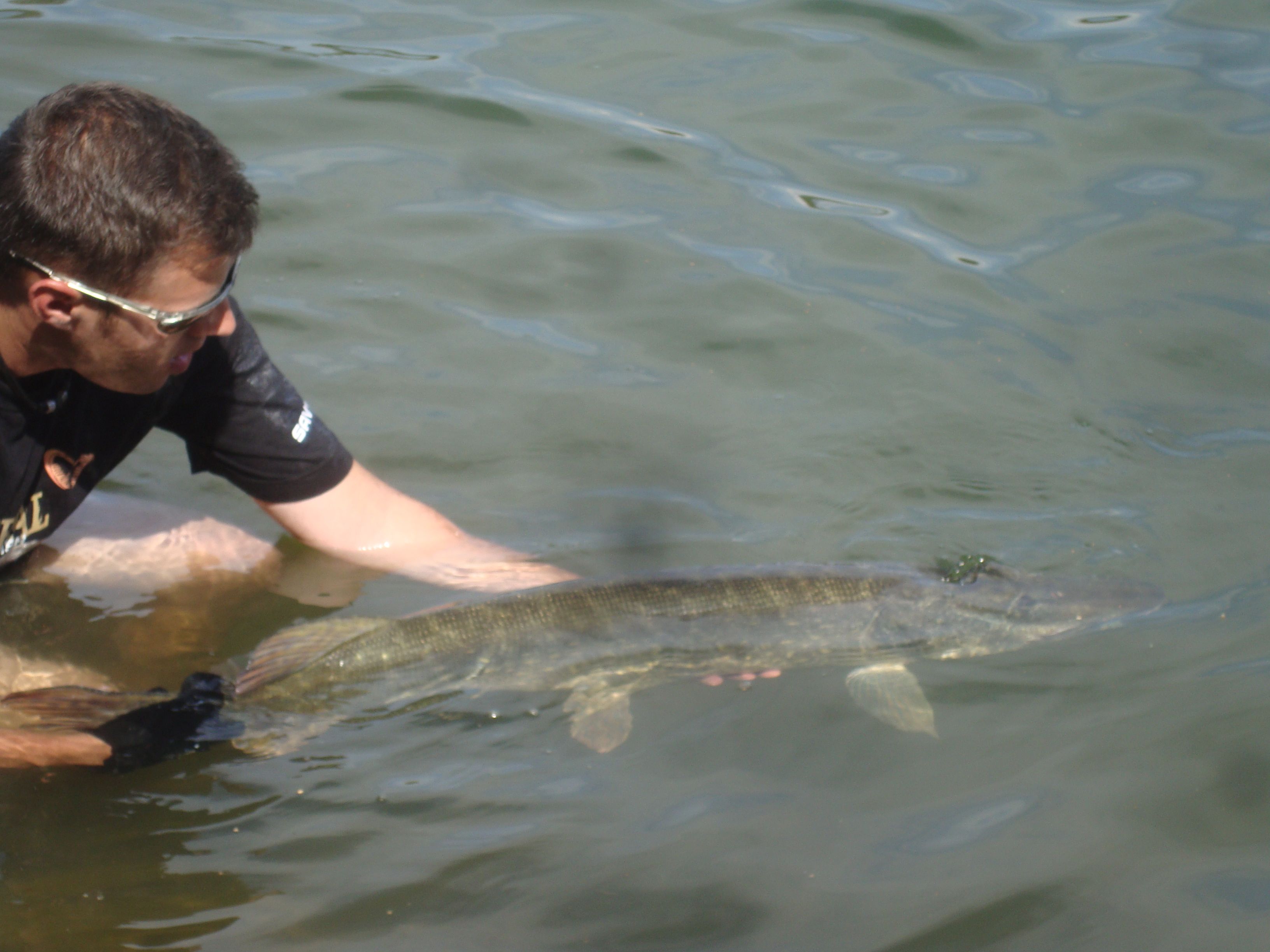 Ein Mann im Wasser hält einen großen Fisch, vermutlich einen Hecht, vorsichtig im Wasser.