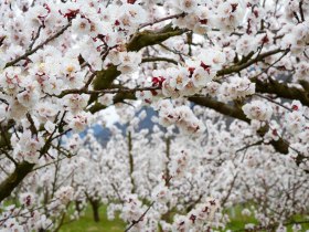 Marillenbl&uuml;te im Detail, &copy; Donau N&Ouml; Tourismus/Barbara Elser