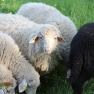 Hof Sonnegg weidende Schafe, © Hof Sonnegg