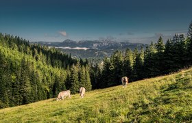 Aussicht von der Kranichberger Schwaig, &copy; Wiener Alpen in Nieder&ouml;sterreich - Wechsel