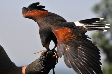 Burg Kreuzenstein Adlerwarte, © Weinviertel Tourismus GmbH / Mandl