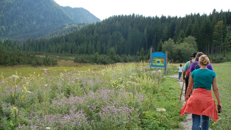 Gruppe von Wanderern auf einem Pfad durch eine bl&uuml;hende Wiese mit Bergen im Hintergrund.