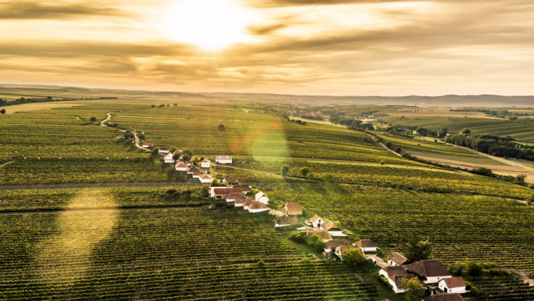 Luftaufnahme einer Kellergasse inmitten von Weinbergen bei Sonnenuntergang.