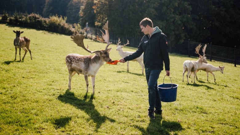 Ein Mann f&uuml;ttert Wildtiere von Hand auf einer Wiese.