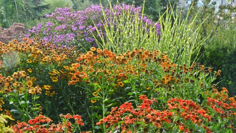 Ein bunter Garten mit orangefarbenen und violetten Blumen im Spätsommer.
