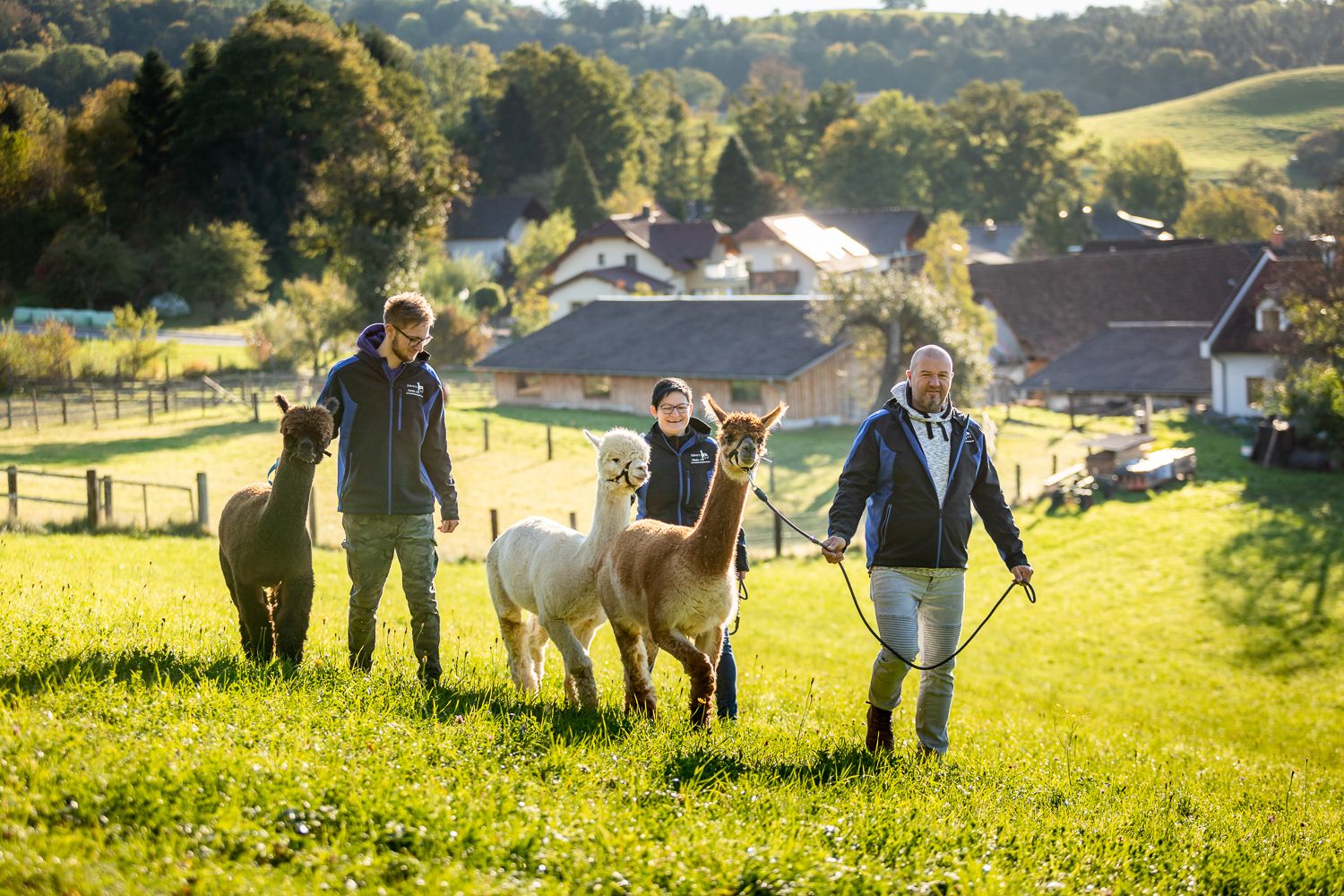 Menschen führen Alpakas auf einer grünen Wiese bei sonnigem Wetter.
