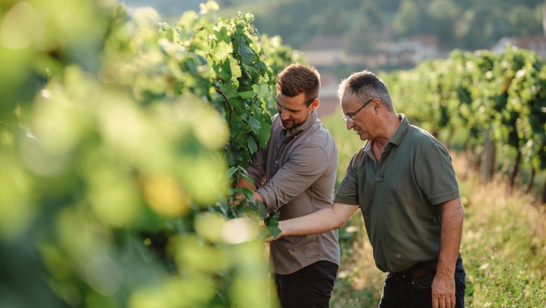 Zwei M&auml;nner inspizieren Weinreben in einem sonnigen Weinberg.