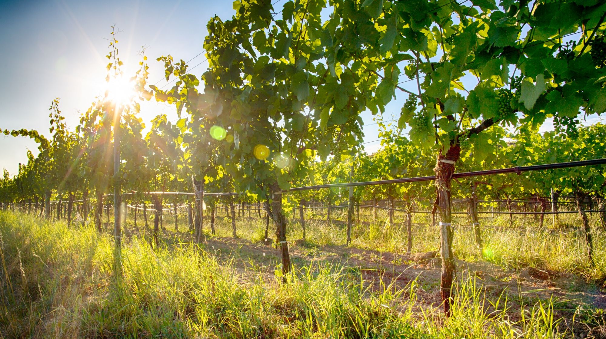 Weingarten_Weingut Stefan Hagmann