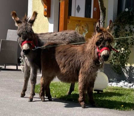 Miniatureseln "Bella" und Little Puschkin"