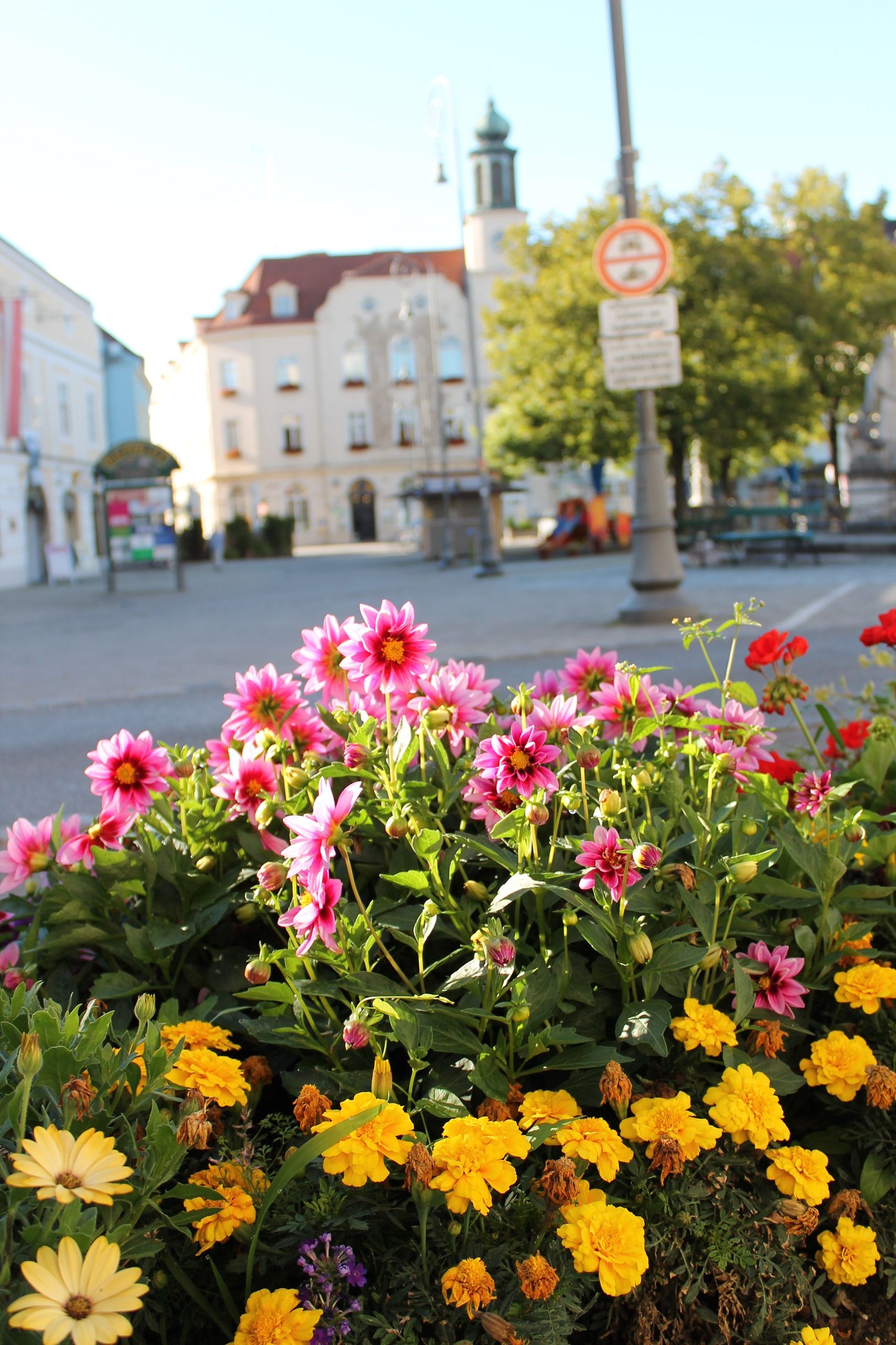 Blumenbeet mit pinken und gelben Blumen im Vordergrund, Gebäude und Bäume im Hintergrund auf einem Hauptplatz.