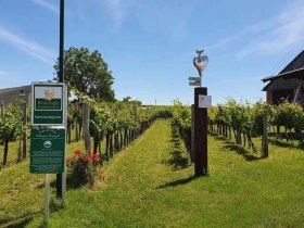 Erlebnis-Weingartl Hohenruppersdorf, &copy; Hohenruppersdorfer IMPUSE f&uuml;r Dorfaktivit&auml;ten