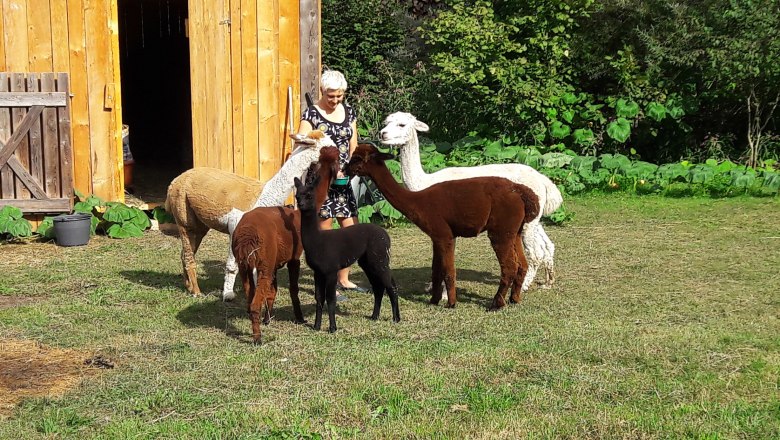 alpakas, &copy; Barbara Enk