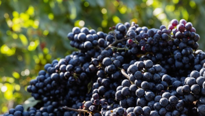 Weingarten Lese, &copy; Tirza Phtography