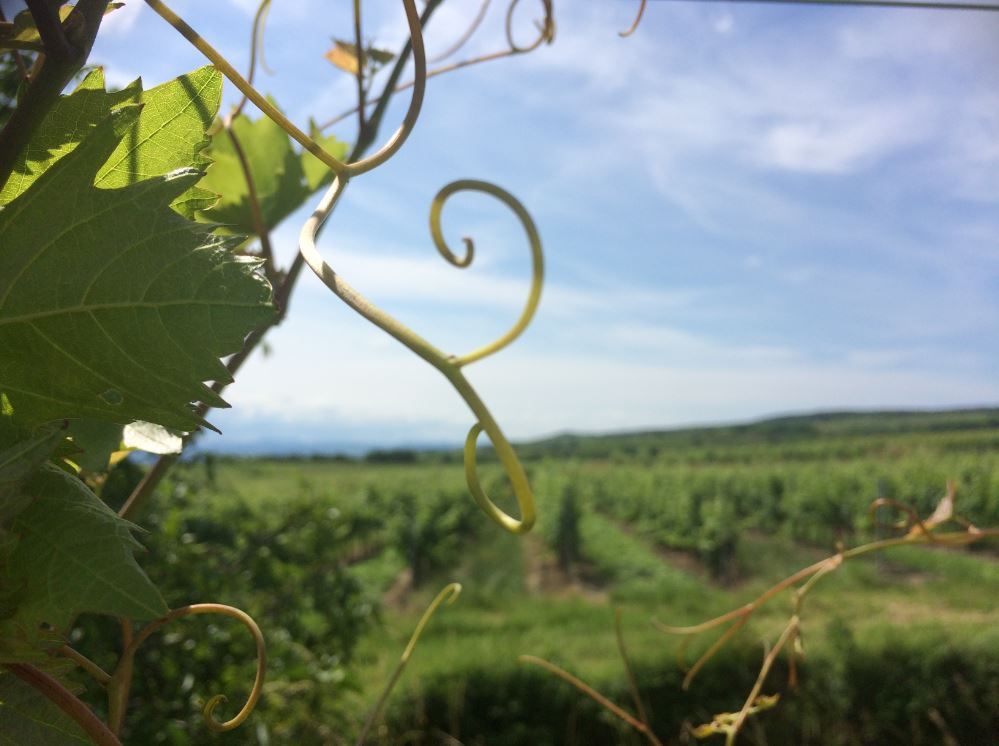 weingarten-ausblick-c-peter-paradeiser