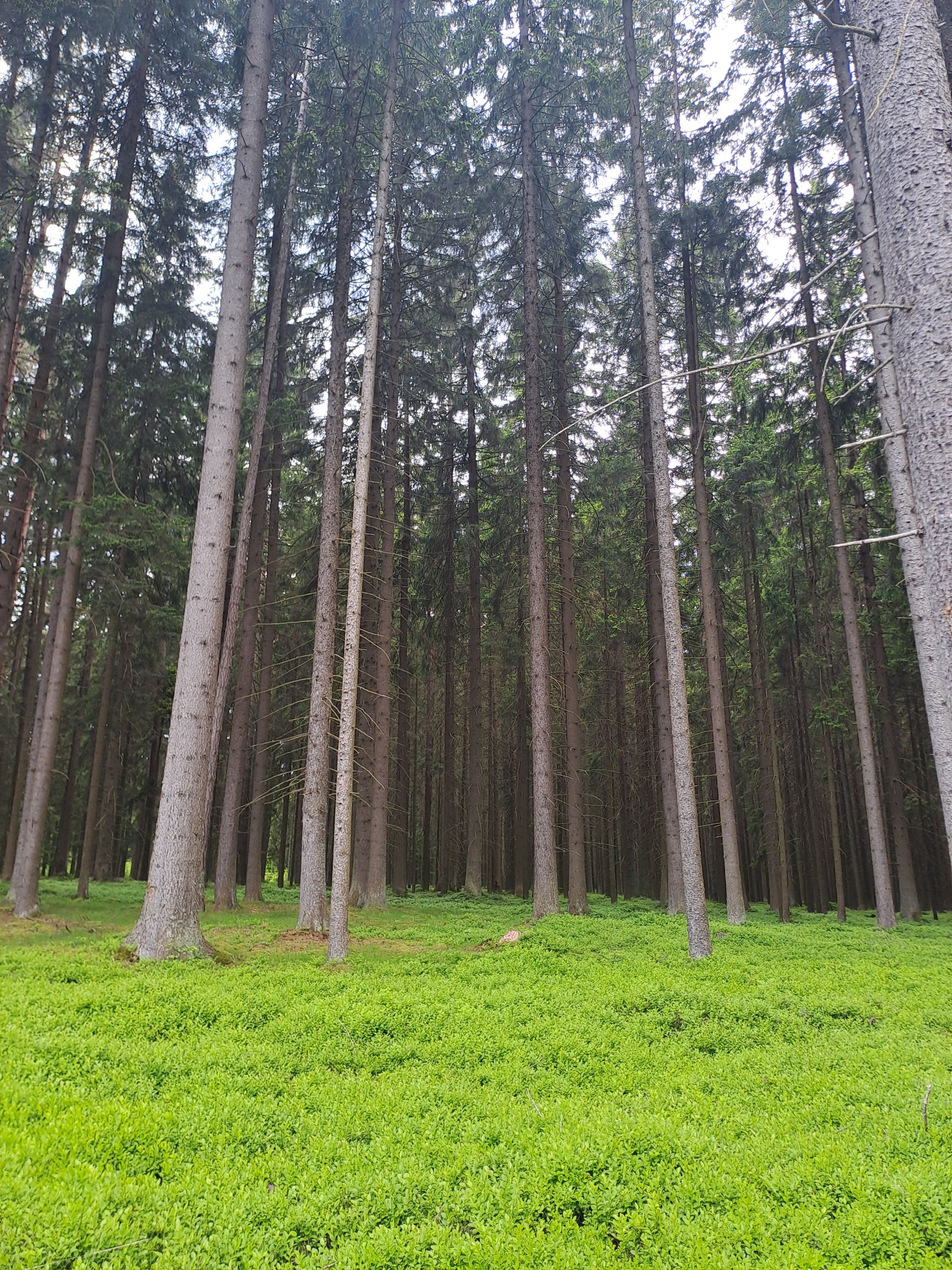 Hohe Bäume in einem Waldstück mit grüner Wiese
